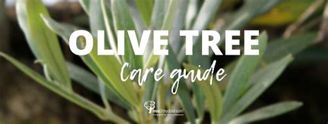 Olive Tree Care Guide | How to Grow Olive Trees in the UK