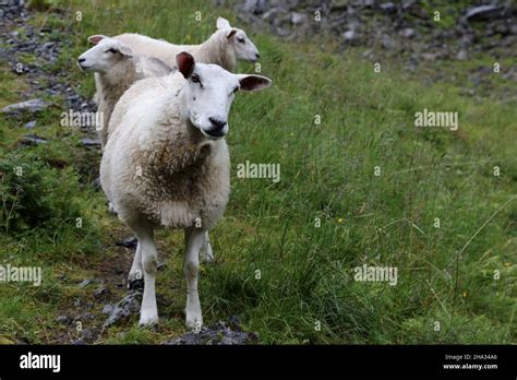 Schaf / Sheep / Ovis Stock Photo - Alamy