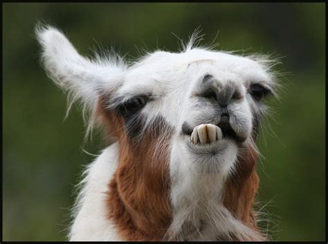 Funny Llama pictures |Funny Animal