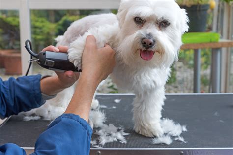 Best Mobile Dog Grooming Fort Worth in 2023 Don t miss out | hencoop