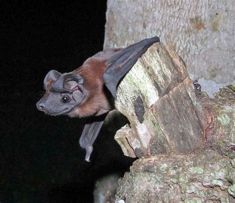 Smithsonian Insider – More sky puppies! Scientists discover two new ...