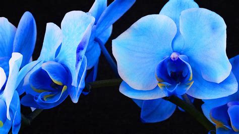 Blue Orchids!