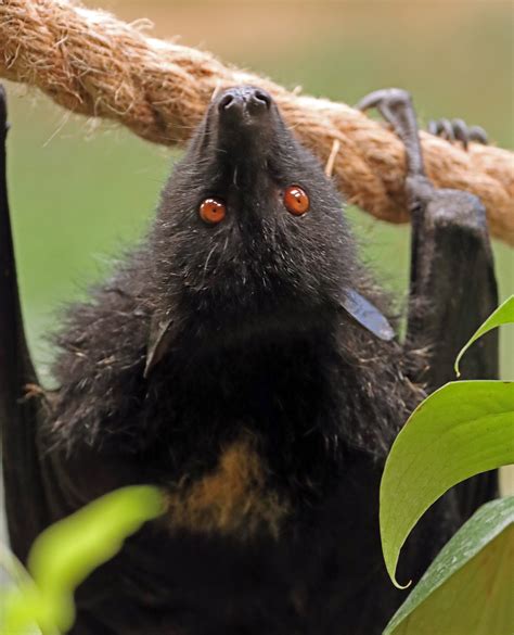 Saving the Species: Northumberland Zoo's Breeding Programme for ...