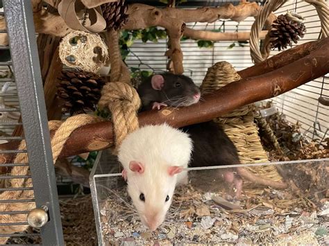 Best Rat Toys: 7 Types of Toys to Keep Your Rats Entertained