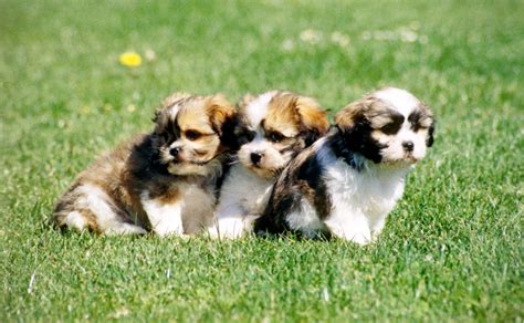 Shih Tzu Maltese Mix Puppies For Sale Near Me ...