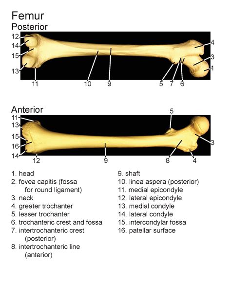 Femur Labeled Anterior View