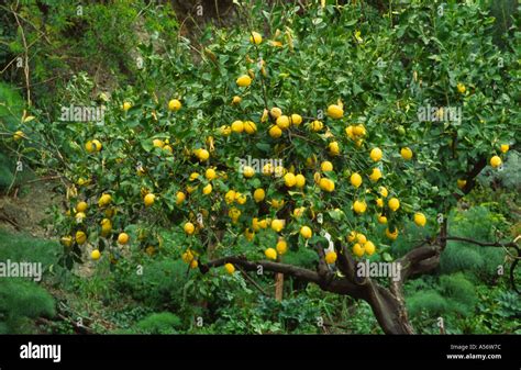 Lemon tree in a garden near Taormina Sicily Stock Photo - Alamy