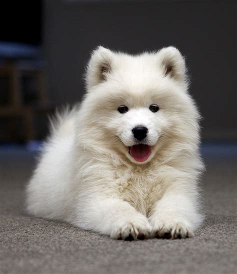 Breeds Dog: Samoyed Dog Informations