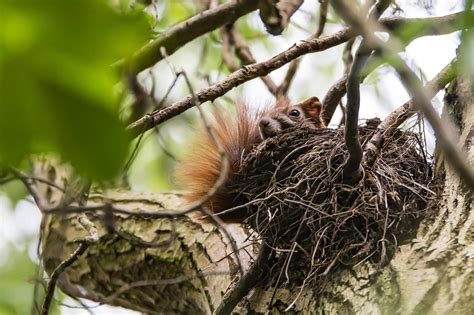 Large Squirrel Nests in Your Trees - What to Do About Them ...