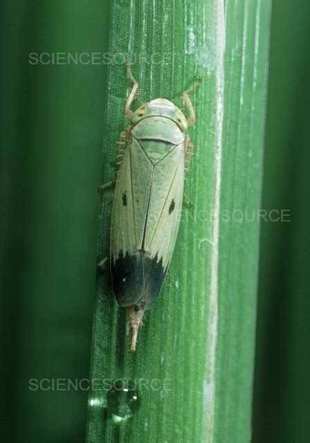 Green paddy rice leafhopper adult | Stock Image - Science Source Images