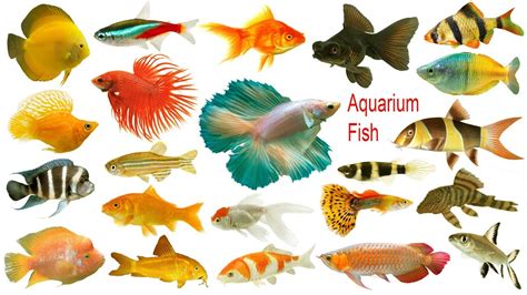 Aquarium Fishes Names, Meaning & Images | Necessary Vocabulary Tutorial ...