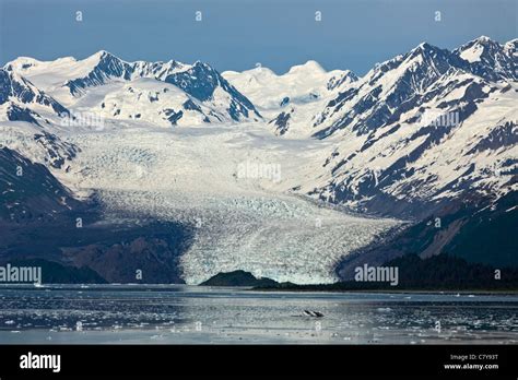 Distant view of Yale Glacier in College Fjord, Alaska Stock Photo - Alamy