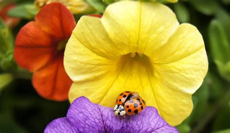 Does a Ladybug Have Special Meaning or Symbolism? - Birds and Blooms