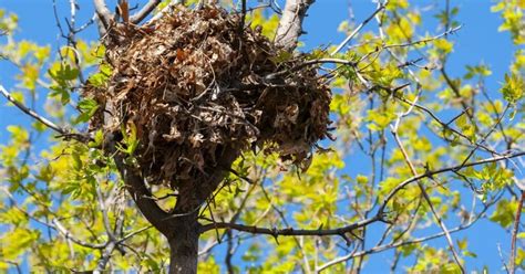 What Do Squirrel Nests Look Like - The Ultimate Guide