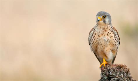 Common kestrel | Pathtrack