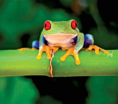 Colourful Tree Frog - img-foxglove