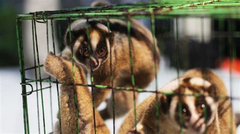 The Truth Behind the Slow Loris Pet Trade | International Animal Rescue