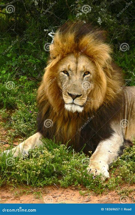 Close-up of an African Lion Stock Image - Image of nature, animal: 18369657