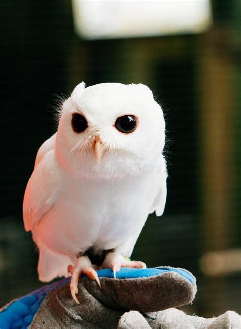 A cute baby pure white owl stock image. Image of close - 167830377