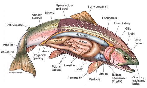 Bony Fish Anatomy - Rainbow Trout 2 | Carlson Stock Art