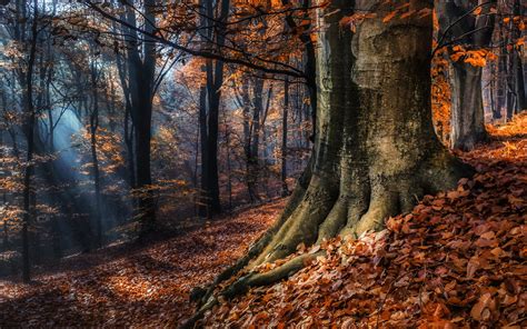 Download Sunbeam Sunlight Fall Tree Nature Forest HD Wallpaper