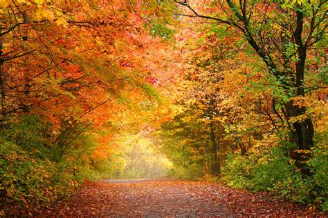 Fall Photography: Tips for Autumn Foliage and Landscapes