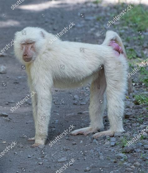 Rare White Baboon Stands Out Wanders Editorial Stock Photo - Stock ...