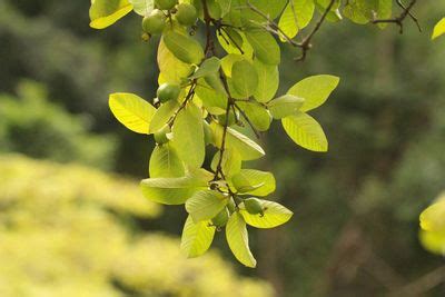 Harvesting Guava Leaves For Tea - Reaping The Benefits Of Guava Leaf Tea