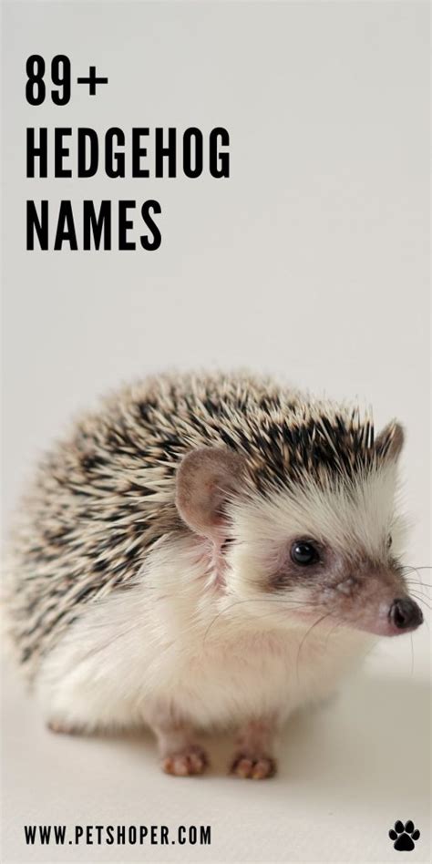 Hedgehog Names 89+ Best Ideas For Your Hedgie - PetShoper