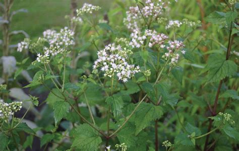 White snakeroot | Poisonous, Toxic, Invasive | Britannica