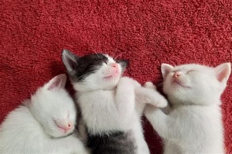 50 of the Cutest Photos of Kittens Sleeping | Reader's Digest