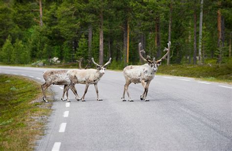 Road accidents involving wild animals hit record high in Sweden – Eye ...