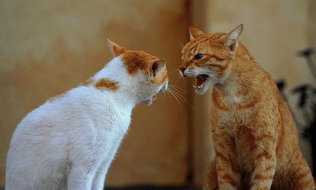 Why Does Older Cat Hiss At New Kitten? | Pawsome Kitty