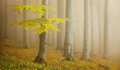 Iran’s Hyrcanian Forests in UNESCO Heritage List - Iran Sun World ...