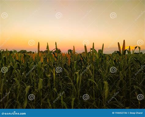 Field of Millet on a Sunset Sky Background Stock Photo - Image of ...