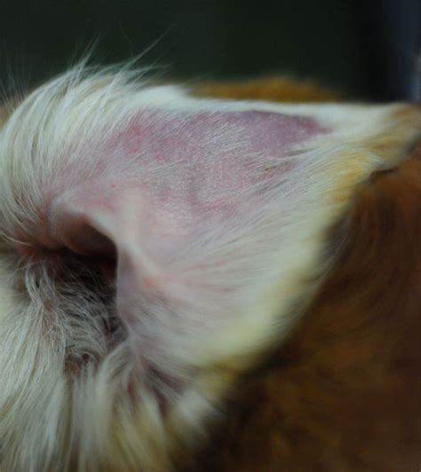 Chester's Left Ear Hematoma Update - Che-Cheh