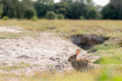 Rabbits help rare species and unique Norfolk and Suffolk habitat - GOV.UK