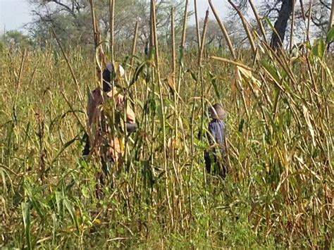 Bolo Eco Village Senegal: Millet Harvest at Bolo