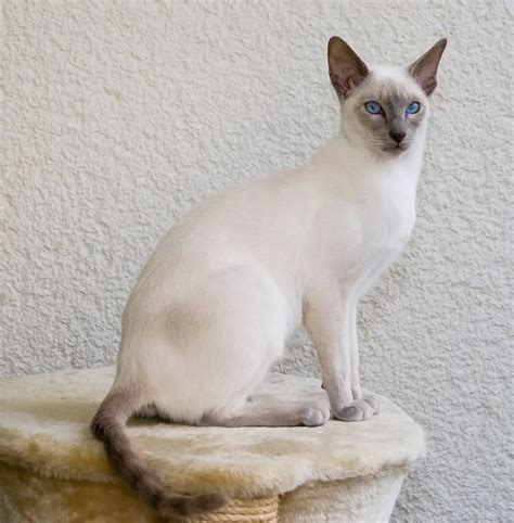 Siamese Cat – Purrfect Cat Breeds