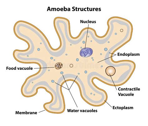 Amoeba Diagram Labeled In Color