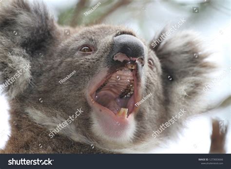 Koalas Teeth Photos, Images and Pictures