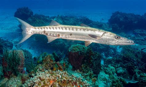 Barracuda Eating Fish