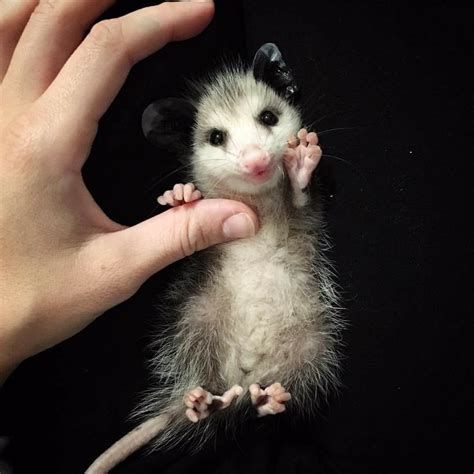 Starfish opossum – Artofit