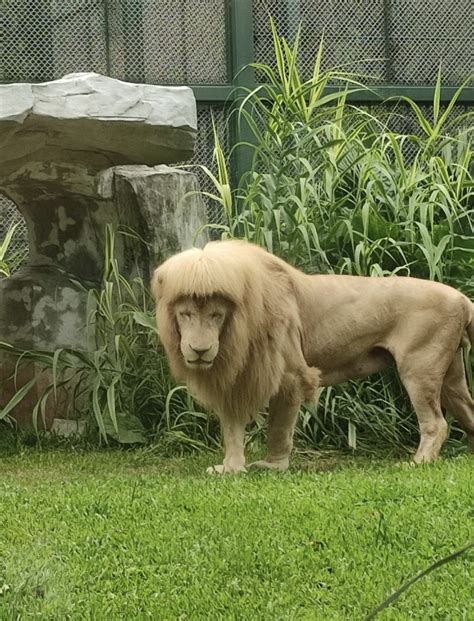 Lion With Choppy Fringe In China Zoo Is Every Asian Kid With Bowl Haircut