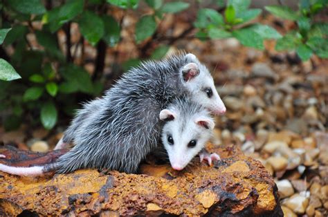 25 Cute Possum and Opossum Pictures | Reader's Digest