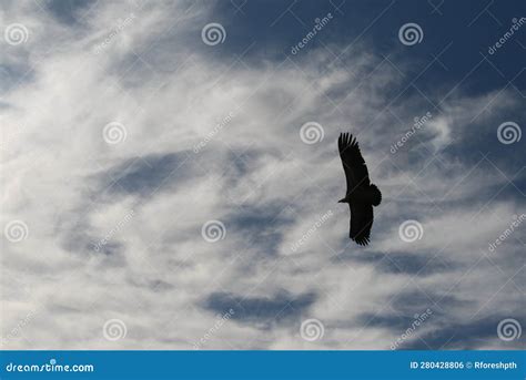 Vulture Flying in the Sky, Backlighting. Stock Photo - Image of ...