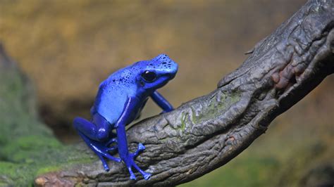 Blue Poison Dart Frog | Elmwood Park Zoo