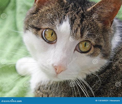 Close Up of a Domestic Short Haired Cat. Big Bright Hazel Colored Eyes ...