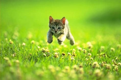 Create meme "the kitten is running, the kitten runs on the grass ...