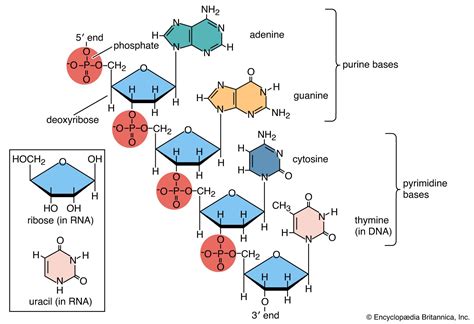 Nucleotide | Description, Types, Function, & Facts | Britannica